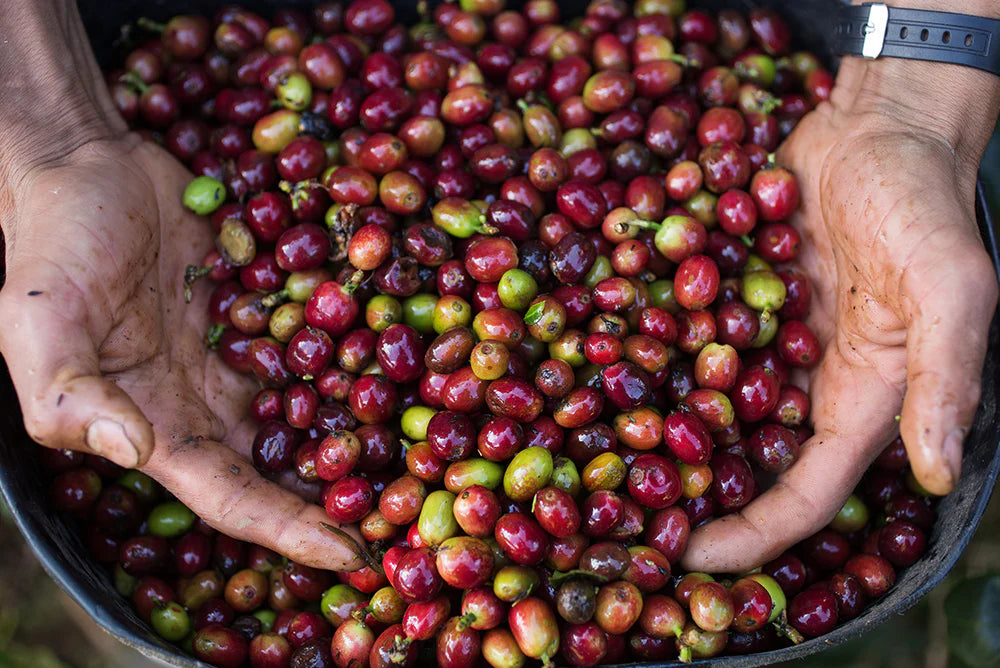 SIN PRISA | DECAF 2 LB